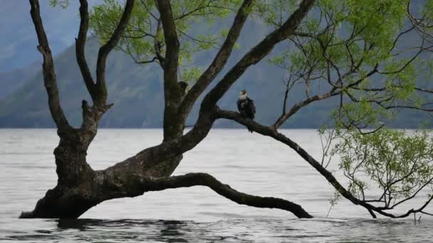 Ένα Πουλί Ξεκουράζεται Στο Δέντρο Γουανάκα Στο Νότιο Νησί — Αρχείο Βίντεο