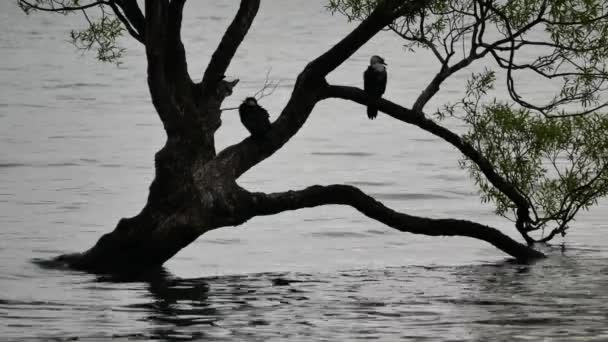 Δύο Πουλιά Στο Μοναχικό Δέντρο Λίμνη Wanaka Otago Νέα Ζηλανδία — Αρχείο Βίντεο