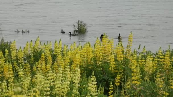野鸭在瓦纳卡湖游泳 前面放着红豆花 — 图库视频影像