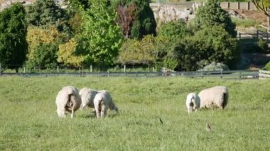 Yeni Zelanda 'da koyunların arkasında bir kuş yürüyor..