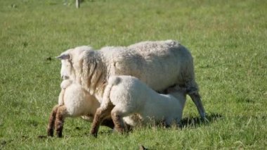 Bir anne koyun bebeğine süt veriyor..