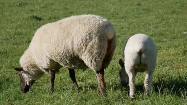 Cordero Sigue Parte Posterior Madre Para Comer Hierba — Vídeos de Stock