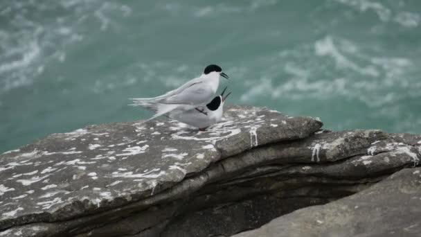 Bird Arctic Tern Mating Punakaiki New Zealand — Stock Video