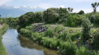 Mallard ördekleri Kaikoura, Yeni Zelanda yakınlarındaki nehirde yüzerken, arka planda kar dağı bulunuyor..