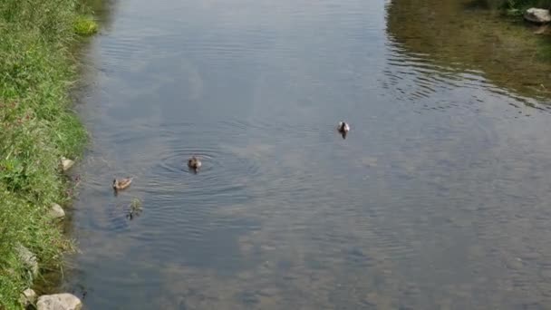 Mallard Ördeği Nehirde Çakıl Taşıyla Yüzüyor — Stok video