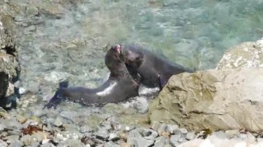 Sabah Kaikoura, Güney Adası, Yeni Zelanda 'da kürk foklarıyla savaşıyor..
