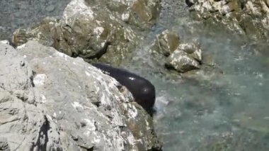 Sabah Kaikoura, Güney Adası, Yeni Zelanda 'da bir kürk fok balığı atlayıp kayanın yanında oynar..