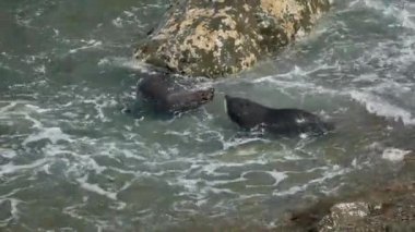Sabah Kaikoura, Güney Adası, Yeni Zelanda 'da iki kürk fok balığı suda yüzer..