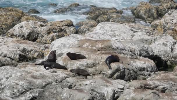 毛海豹在新西兰南岛开考拉的岩石前睡觉 — 图库视频影像