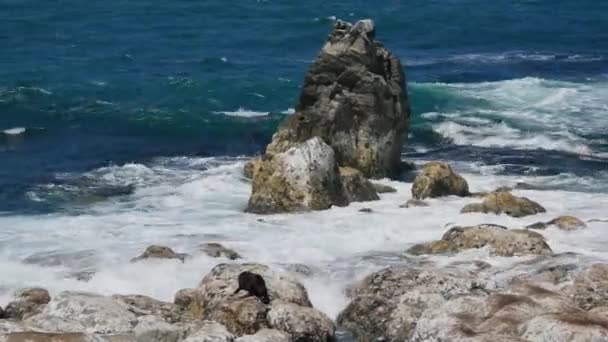 Bont Zeehond Sterke Golf Raakte Rotsformatie Kaikoura South Island Nieuw — Stockvideo