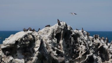 Sabah Kaikoura, Güney Adası, Yeni Zelanda 'da bir kuş kolonisi..