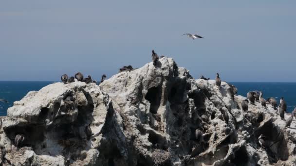Colônia Pied Shag Bird Kaikoura South Island Nova Zelândia Manhã — Vídeo de Stock