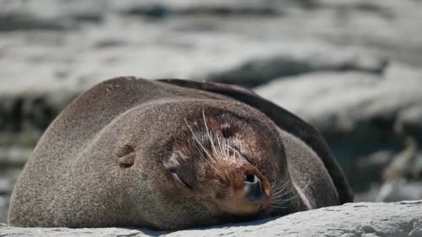 Fur Tuleně Líný Spánek Večerních Hodinách Pláži Kaikoura Jižní Ostrov — Stock video