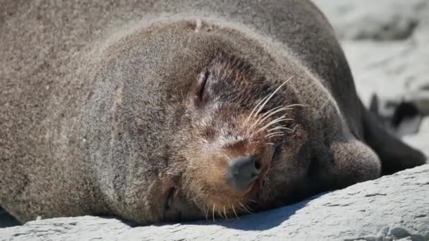 Pelsrobben Slapen Onder Hete Zon Kaikoura Beach South Island Nieuw — Stockvideo