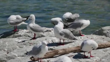 Kayadaki martı. Ve Kaikoura Sahili 'nin arka planında okyanus, Güney Adası, Yeni Zelanda.
