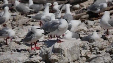 Martı, Kaikoura Sahili, Güney Adası, Yeni Zelanda 'da rüzgar esintisi üzerinde oturuyor..