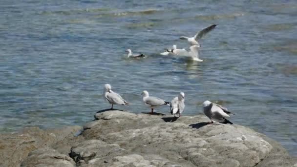 Seagull Stand Rock Swim Water Kaikoura Beach South Island Nova — Vídeo de Stock