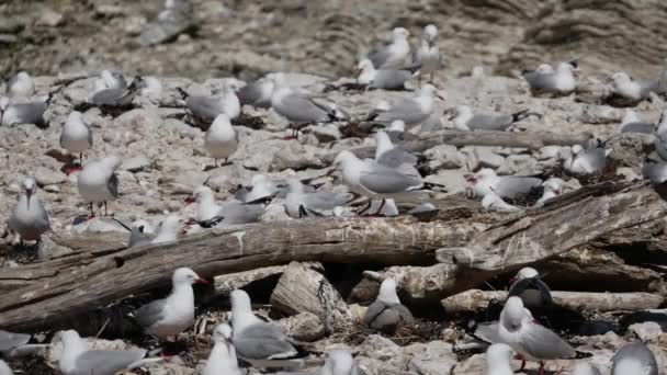 Gaviotas Sentadas Cuadra Playa Kaikoura Isla Sur Nueva Zelanda — Vídeo de stock