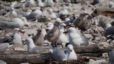 Yavru martı Kaikoura Sahili 'nde, Yeni Zelanda' nın güneyinde uçuyor..