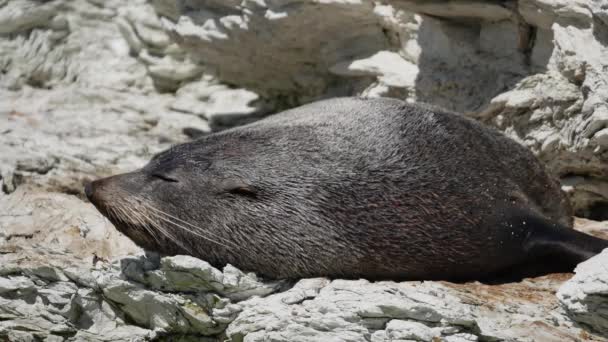 Foche Pelliccia Dormono Nel Pomeriggio Sulla Roccia Kaikoura Isola Del — Video Stock