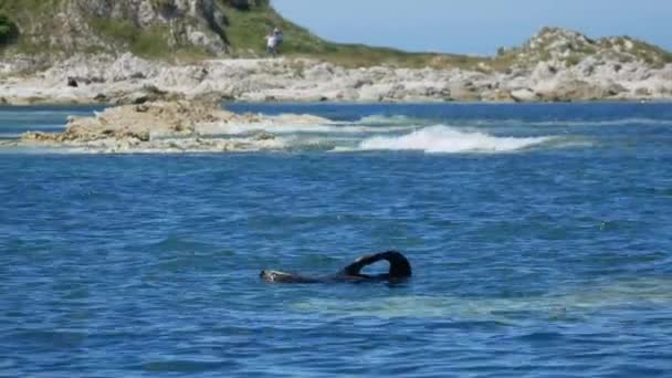 Fur Seal Swim Play Alone Sea Kaikoura South Island Nova — Vídeo de Stock