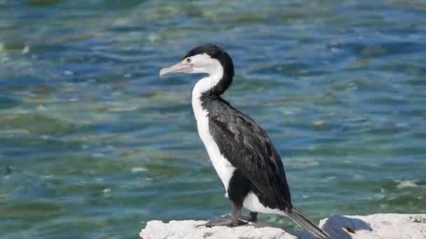 Pied Shag Stand Rock Kaikoura South Island New Zealand Morning — Stock Video