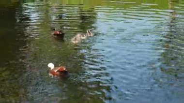 Mallard ördek ailesi Yeni Zelanda 'daki Botanik Bahçesi' nde nehirde yüzüyor..