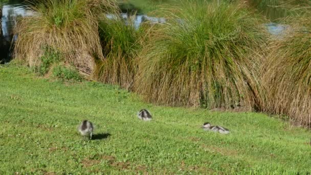 Patos Reais Seu Bebê Caminhando Jardim Botânico Christchurch Nova Zelândia — Vídeo de Stock