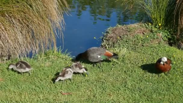 Mallard Kachny Dětmi Blízkosti Řeky Botanické Zahradě Christchurch Nový Zéland — Stock video