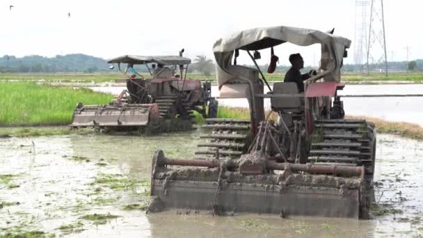 Fermier a un repos boire de l'eau tout en labourant dans la rizière. — Video