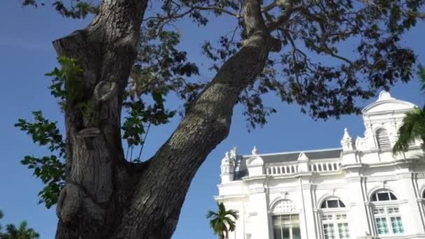 Panning een boom met erfgoed gebouw Penang Stadhuis. — Stockvideo