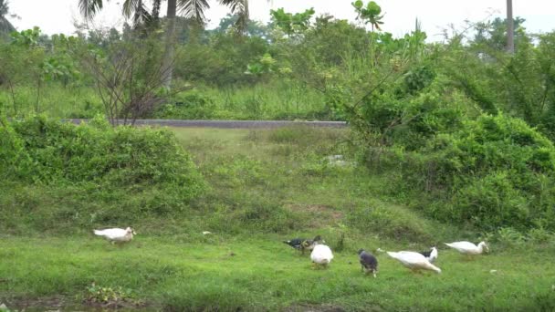 Malaylı çocuklar kampung yolunda bisiklet sürüyorlar. Duck otların arasında yiyecek arıyor.. — Stok video