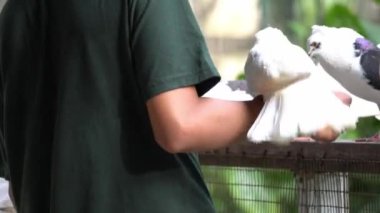Ziyaretçi kuş parkında güvercinlerle oynuyor..