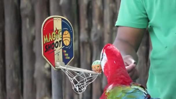 Parrot is reward food after success throw the basketball into net at bird park. — Stock Video