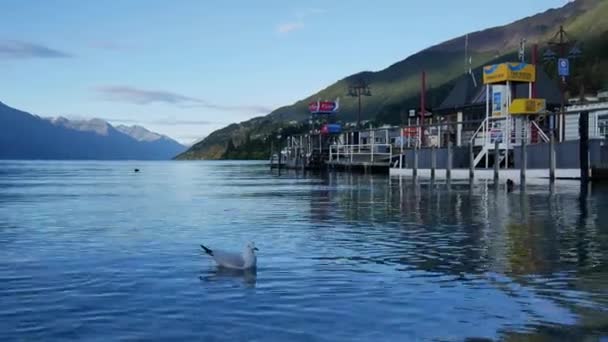 Måsen simmar i sjön Wakatipu på morgonen — Stockvideo