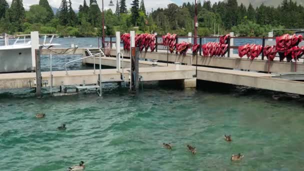 Os patos-reais nadam na baía de Queenstown. colete salva-vidas é pendurar no pólo. — Vídeo de Stock