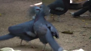 Kuş parkında kestane rengi göğüslü güvercin dövüşü.