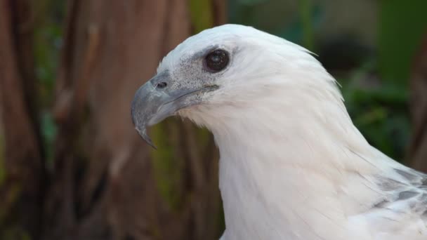 Águila Cercana Con Mirada Aguda Alrededor — Vídeos de Stock