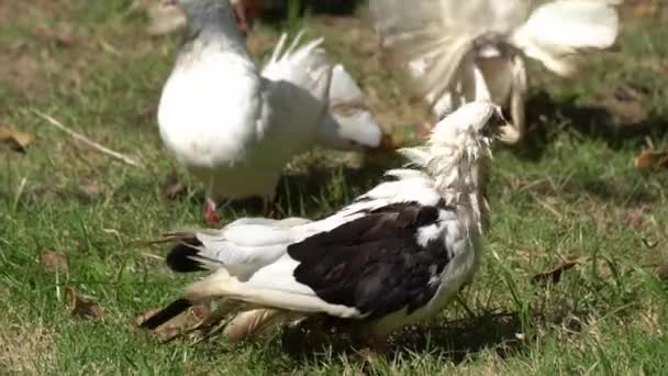 鳩は公園の緑の芝生を歩く — ストック動画