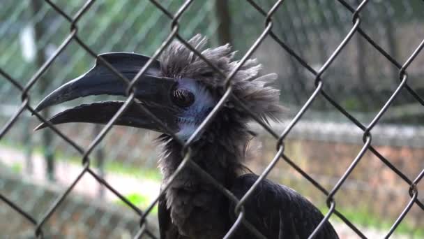 Oiseau Calmar Cherche Échapper Cage — Video