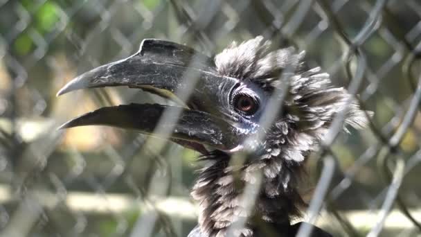 Feche Cabeça Hornbill Gaiola Pássaros Ele Para Escapar — Vídeo de Stock