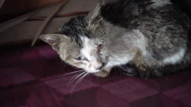 Hasta bir kedi yavrusu bir yerde kalır..