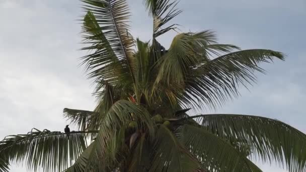 Crows Stay Fly Coconut Tree — Stock Video