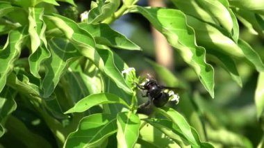 Yavaş çekim marangoz arısı nektar topluyor..