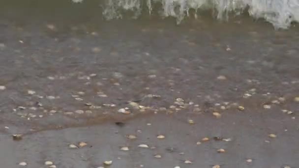 海の水は貝殻で海岸に当たりました — ストック動画