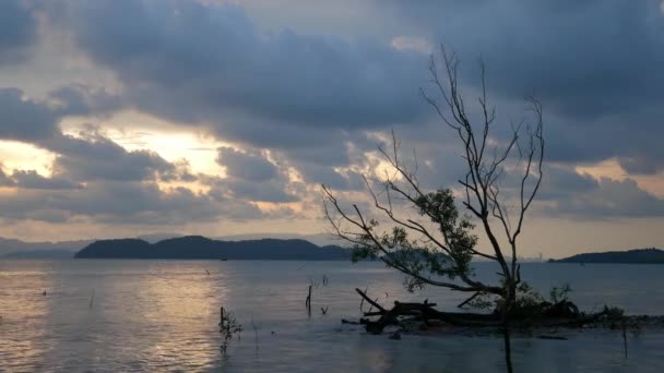 Bare Mangrove Träd Vid Havet Kust Solnedgången Timme — Stockvideo