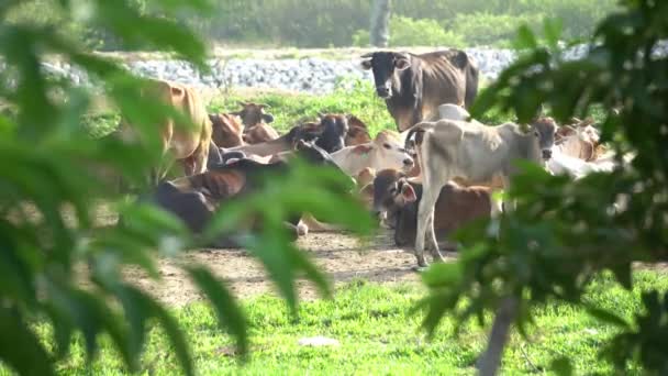 牛のグループは緑の農場で休んでいます — ストック動画