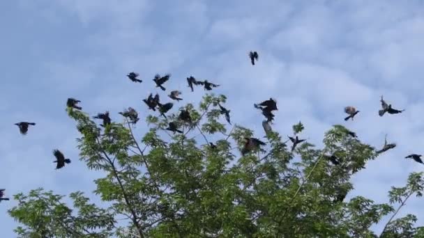 Cuervos Cámara Lenta Volar Árbol Verde — Vídeos de Stock