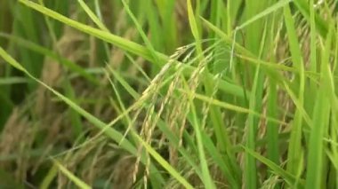 Rüzgar yeşil çeltik tarlası tohumu esiyor.