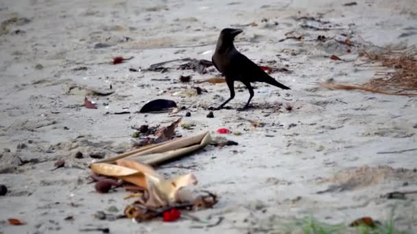 Crow Πουλί Είναι Ψάξουν Για Φαγητό Στην Παραλία — Αρχείο Βίντεο